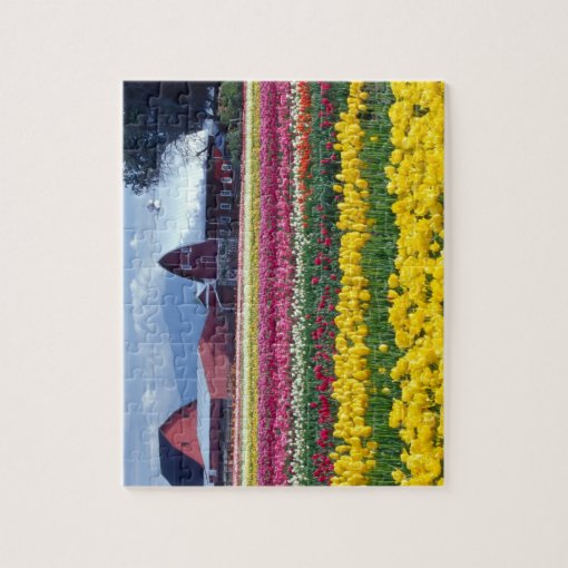 Tulip Display Field Jigsaw Puzzle Zazzle