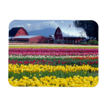 Tulip display field magnets