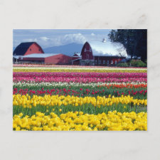 Things to do on your birthday: Go somewhere beautiful like Washington Tulip fields