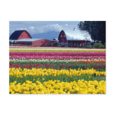 Things to do on your birthday: Go somewhere beautiful like Washington Tulip fields