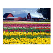 Tulip display field postcards