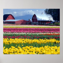 Tulip display field print