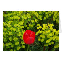 Tulip Dreams cards