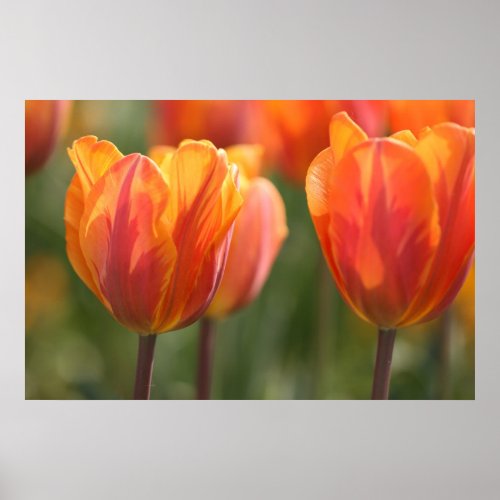 Tulip Duo print