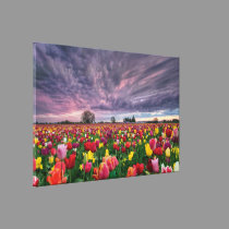 Tulip Farm in Woodburn Oregon Spring Season Canvas canvas prints