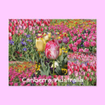 tulip festival, Canberra, Australia postcard postcards
