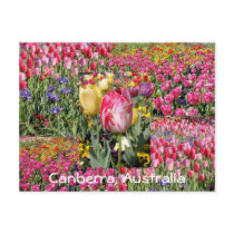 tulip festival, Canberra, Australia postcard