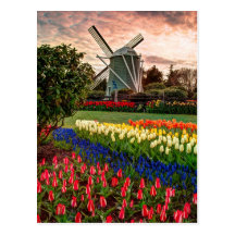 Tulip Festival Post Card