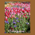 Tulip festival posters by ashroc Tulip festival posters