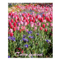 Tulip festival posters by ashroc Tulip festival posters