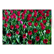Tulip Field cards