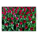 Tulip Field cards