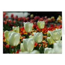 Tulip Field cards