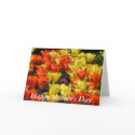 Tulip field for Mother's Day cards by ribizlifozelek Tulip field for Mother's Day cards