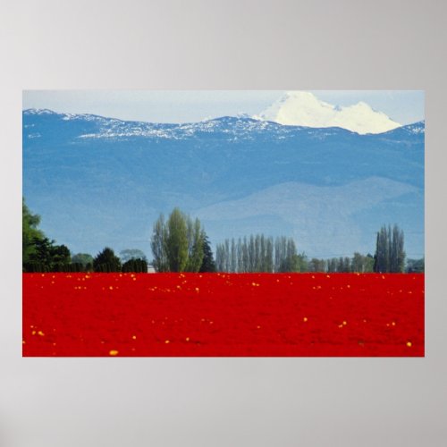 Tulip field, La Conner, Washington flowers print