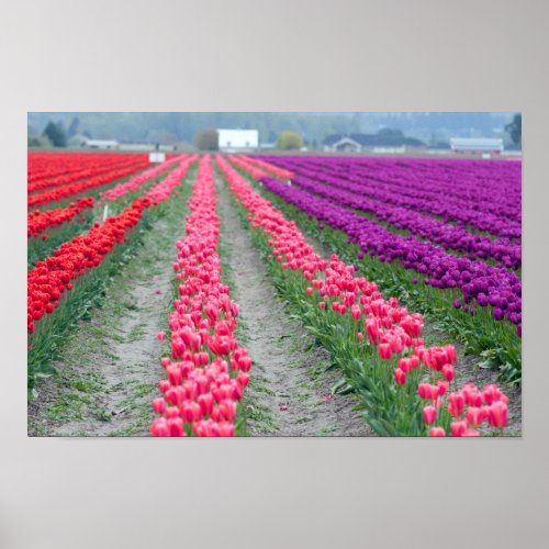 Tulip field poster print