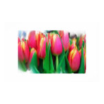 orange, pink, yellow, green, tulips, painted