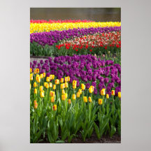 Tulip Field Posters