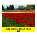 Tulip Field @ Skagit Valley WA posters