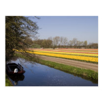 Tulip fields postcards