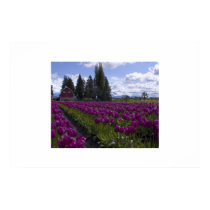 Tulip Fields  posters