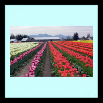 Tulip Fields posters by kimberlyrex Tulip Fields posters