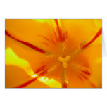 Tulip Flare Greeting Cards