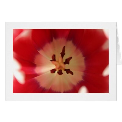 Tulip Flower Cards by alberthartley