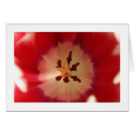 Tulip Flower Cards