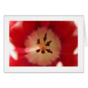 Tulip Flower cards