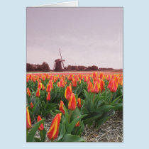 Tulip Flower Field and Windmill cards