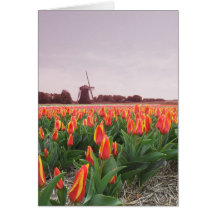 Tulip Flower Field and Windmill Card