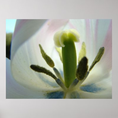 Tulip Flower Inside Art Print Spring Tulips Canvas