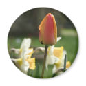 Tulip - Flower Photos magnets
