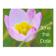 tulip flower save the date blank card postcard