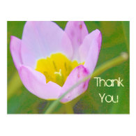 tulip flower thank you blank card post card