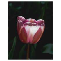 Tulip flyers