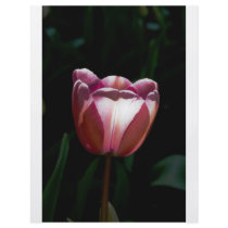 Tulip flyers