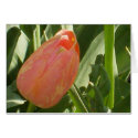 Tulip from Central Park cards by pfulford Tulip from Central Park cards