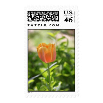 Tulip Garden 2 Postage Stamp