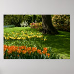Tulip Garden DSC0838 Print