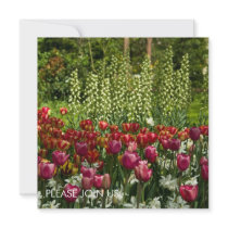 Tulip Garden DSC0850 invitations