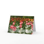 Tulip Garden DSC0855 Greeting Cards