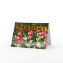 Tulip Garden DSC0855 cards