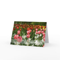 Tulip Garden DSC0855 Greeting Cards