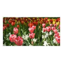 Tulip Garden DSC0855 Picture Card