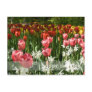 Tulip Garden DSC0855 Postcard