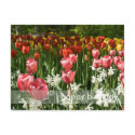 Tulip Garden DSC0855 postcards