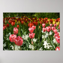 Tulip Garden DSC0855 Poster