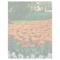 Tulip Garden DSC0861 letterhead